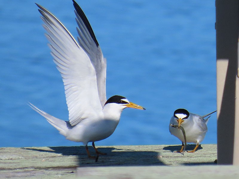 Least Tern - Karen Lebing