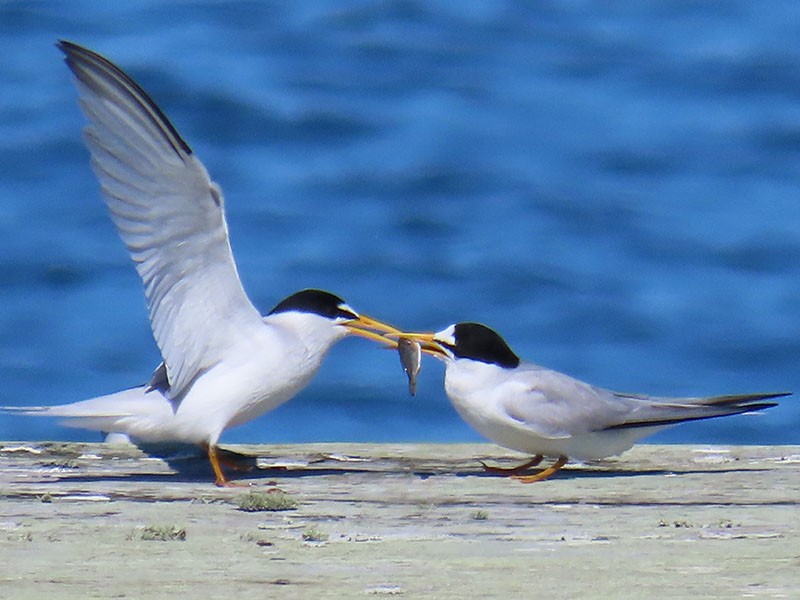 Least Tern - Karen Lebing