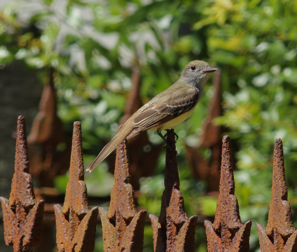 Great Crested Flycatcher - James Porter