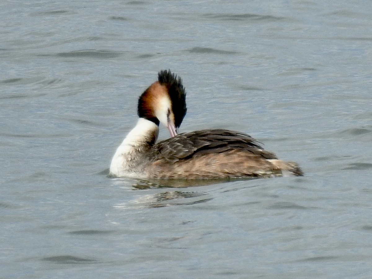 Great Crested Grebe - Craig Jackson