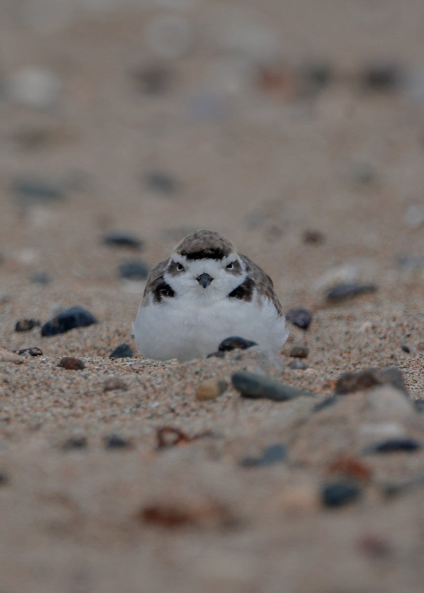 Snowy Plover - Elisa Focante