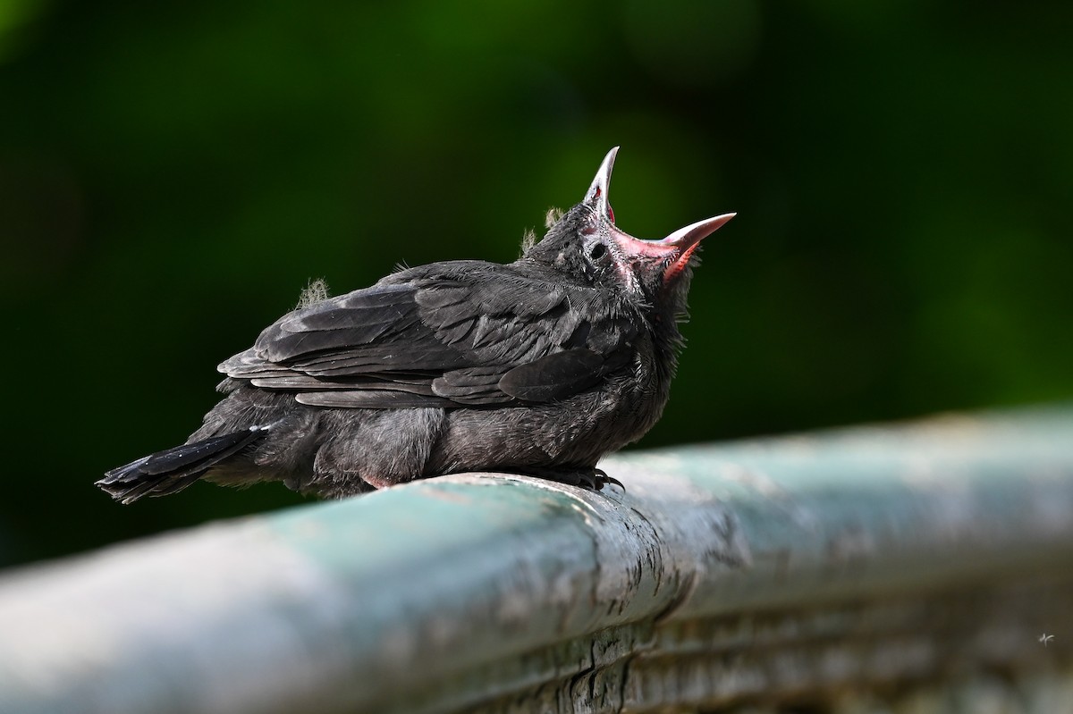 Common Grackle - Dan O'Brien