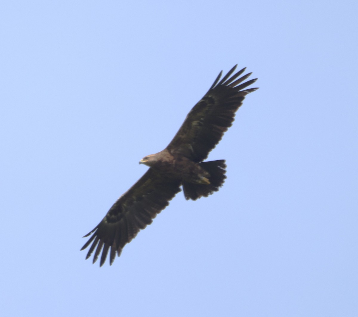 Lesser Spotted Eagle - Jan Badura