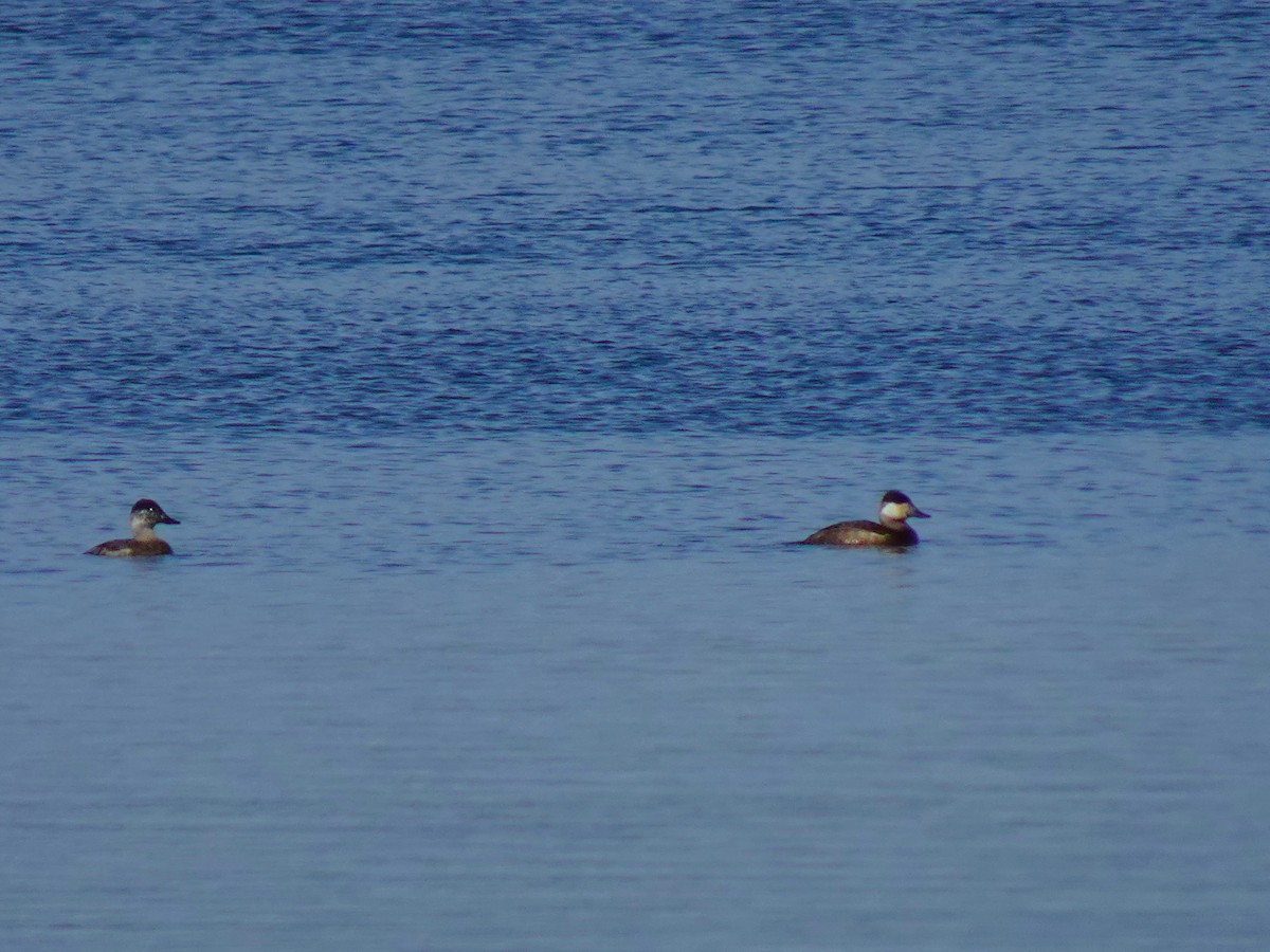 Ruddy Duck - ML619451533