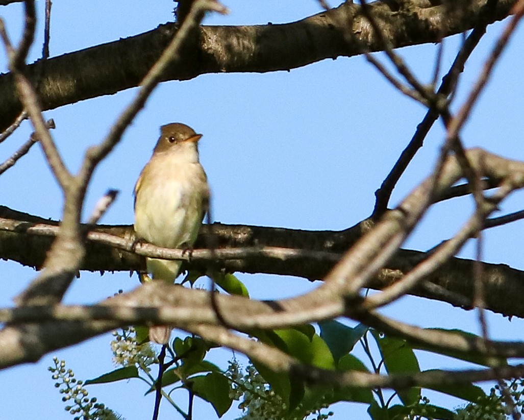 Eastern Wood-Pewee - Tom Fesolowich