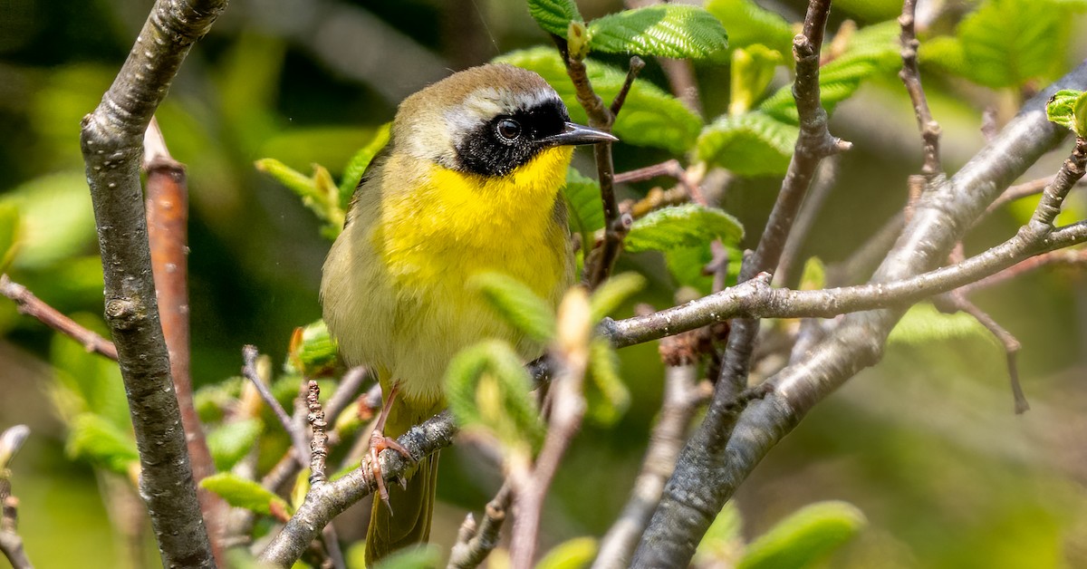 Common Yellowthroat - Jim Carroll