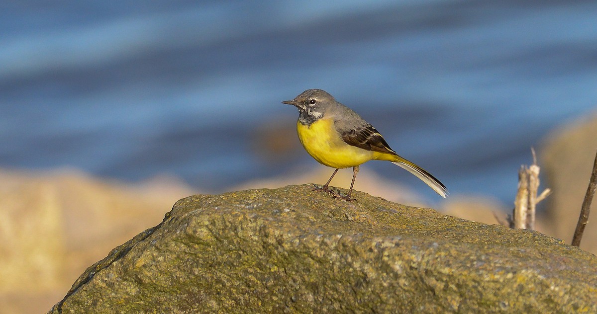 Gray Wagtail - Theo de Clermont