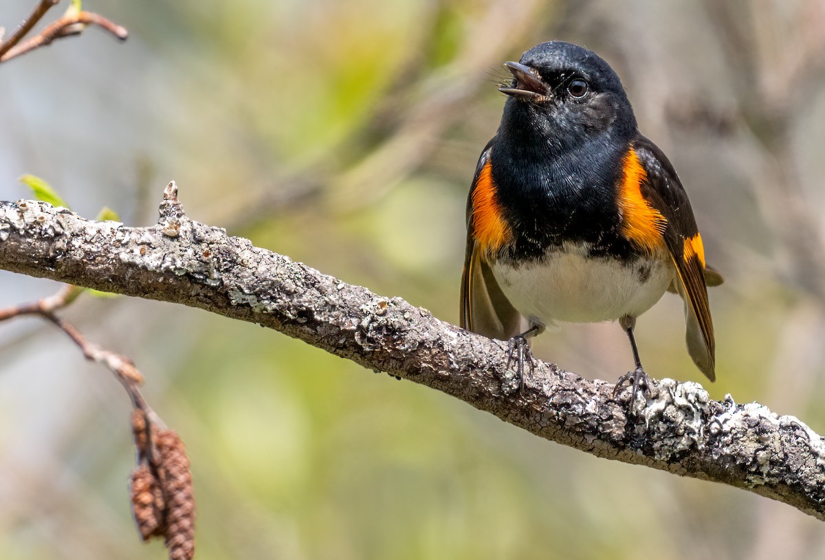 American Redstart - Jim Carroll