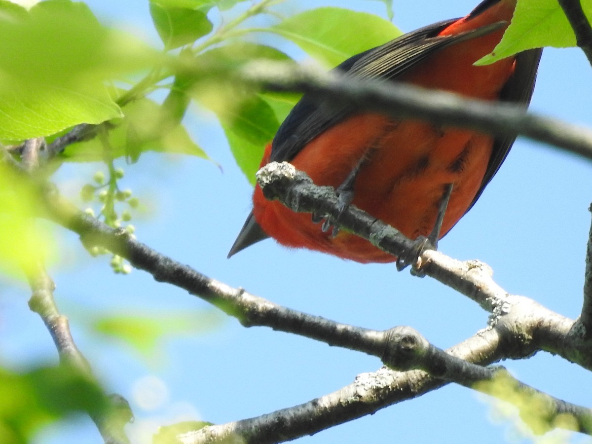 Scarlet Tanager - Mike Ferguson