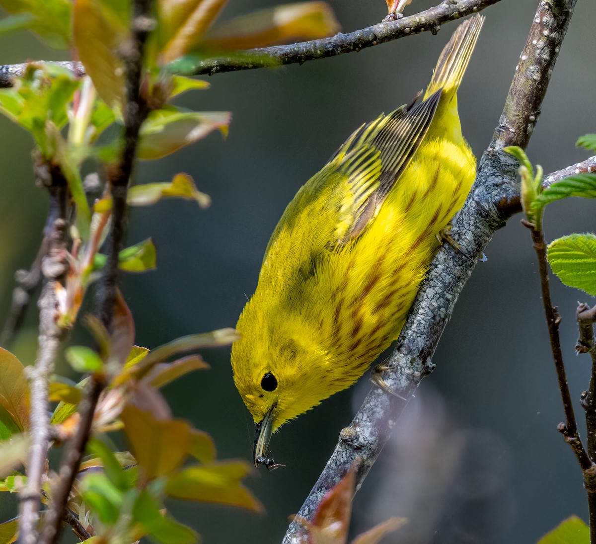 Yellow Warbler - Jim Carroll