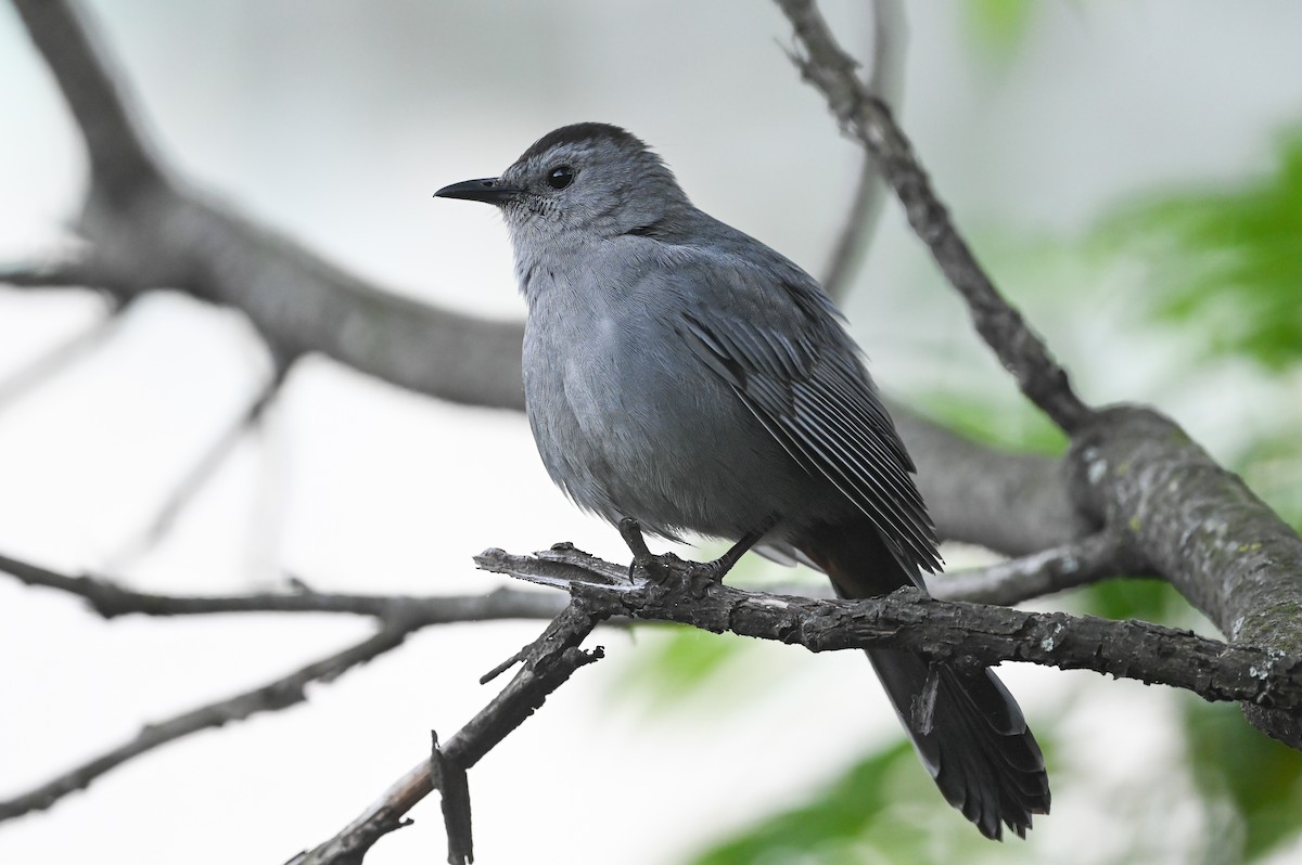 Gray Catbird - Dan O'Brien