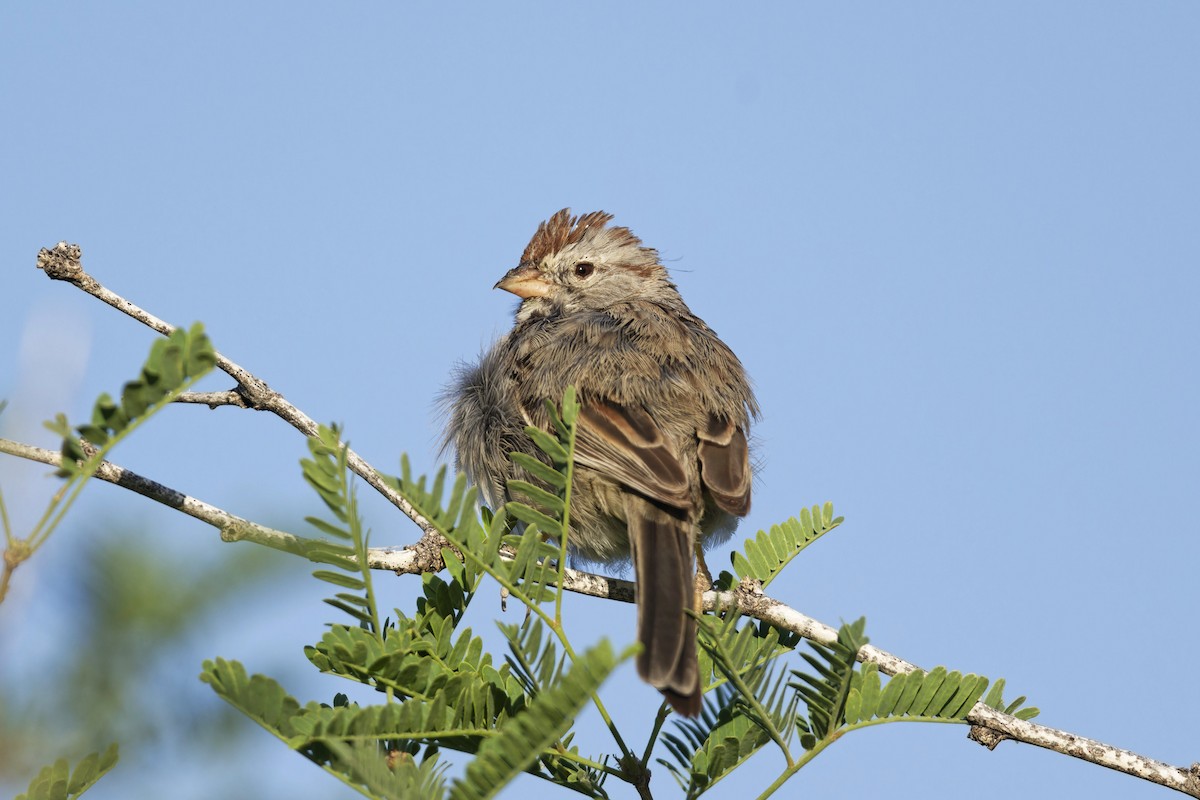 Rufous-winged Sparrow - Anonymous