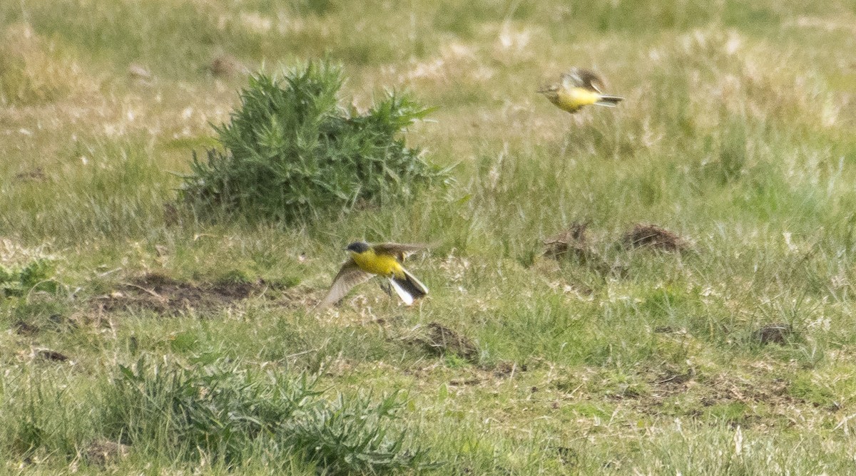 Western Yellow Wagtail (thunbergi) - Theo de Clermont