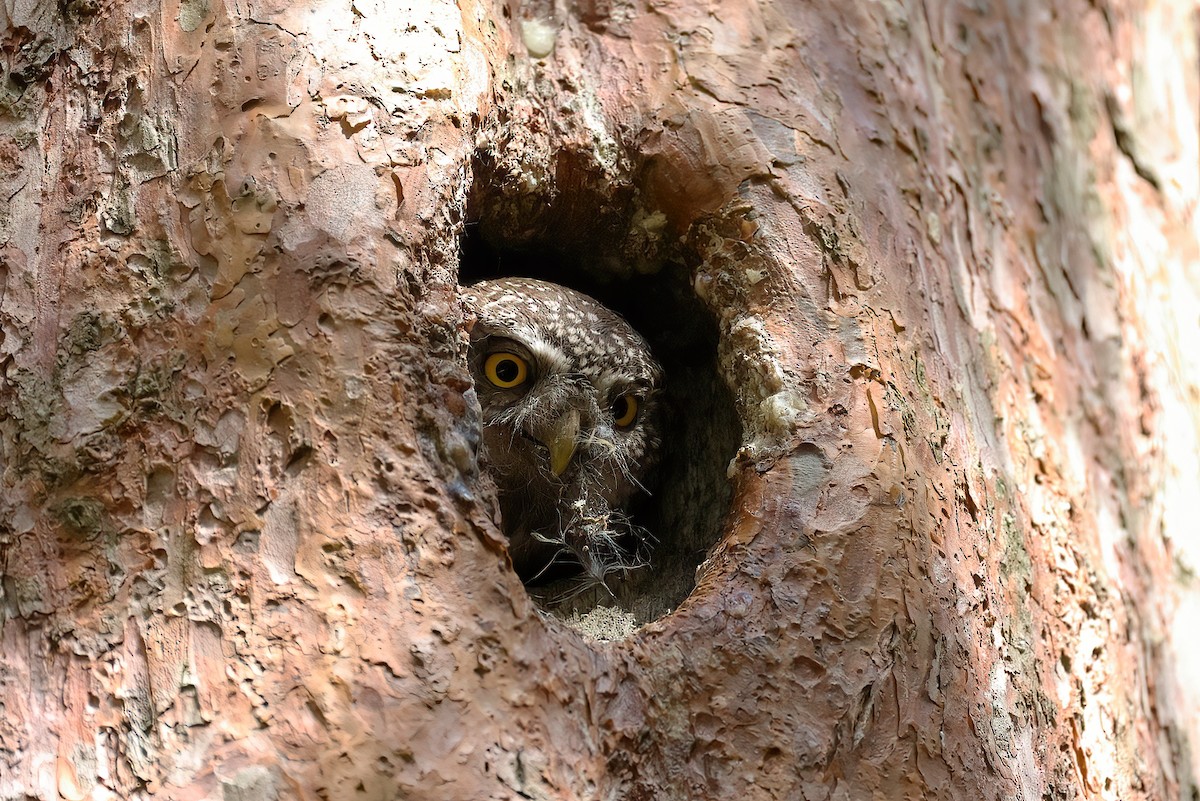 Eurasian Pygmy-Owl - Radoslaw Gwozdz