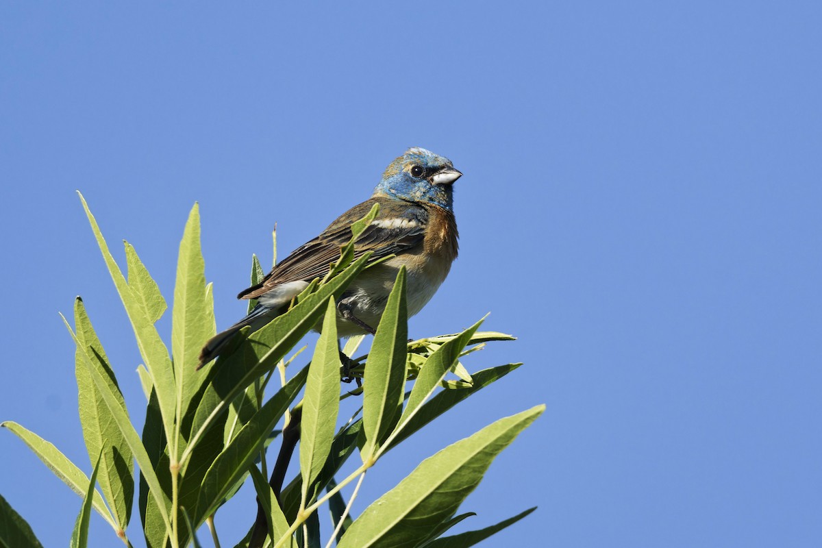 Lazuli Bunting - ML619451598