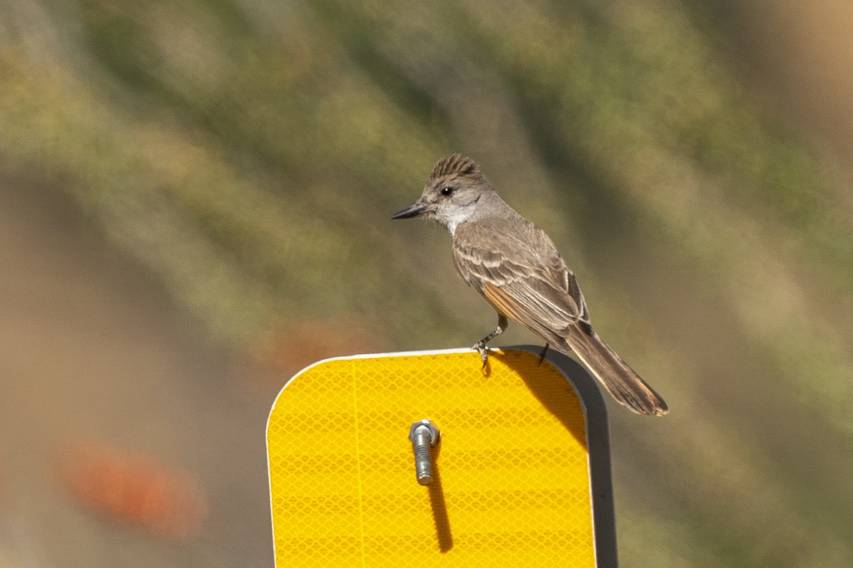 Ash-throated Flycatcher - Slawomir Dabrowski