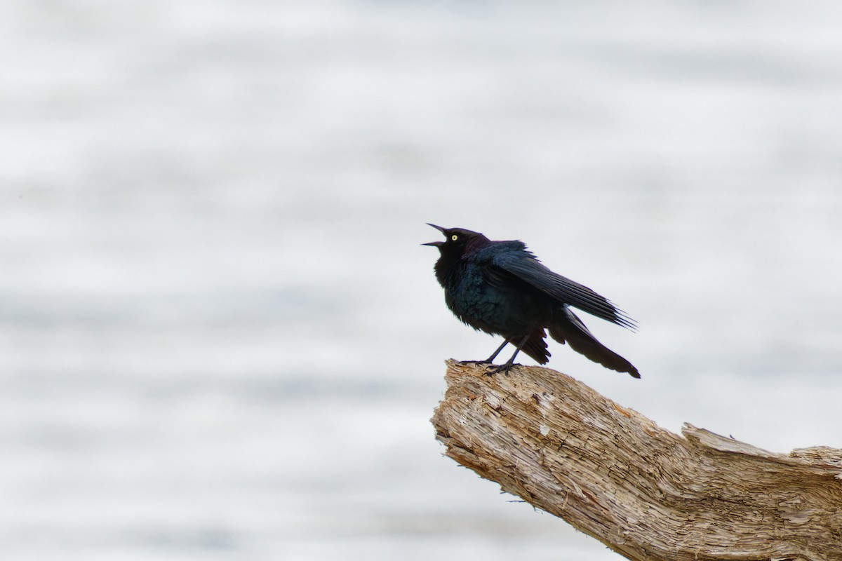 Brewer's Blackbird - Ruogu Li