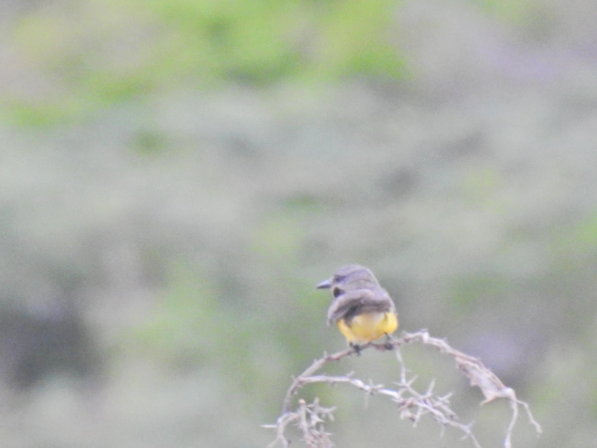 Tropical Kingbird - Javier A.V. Diaz