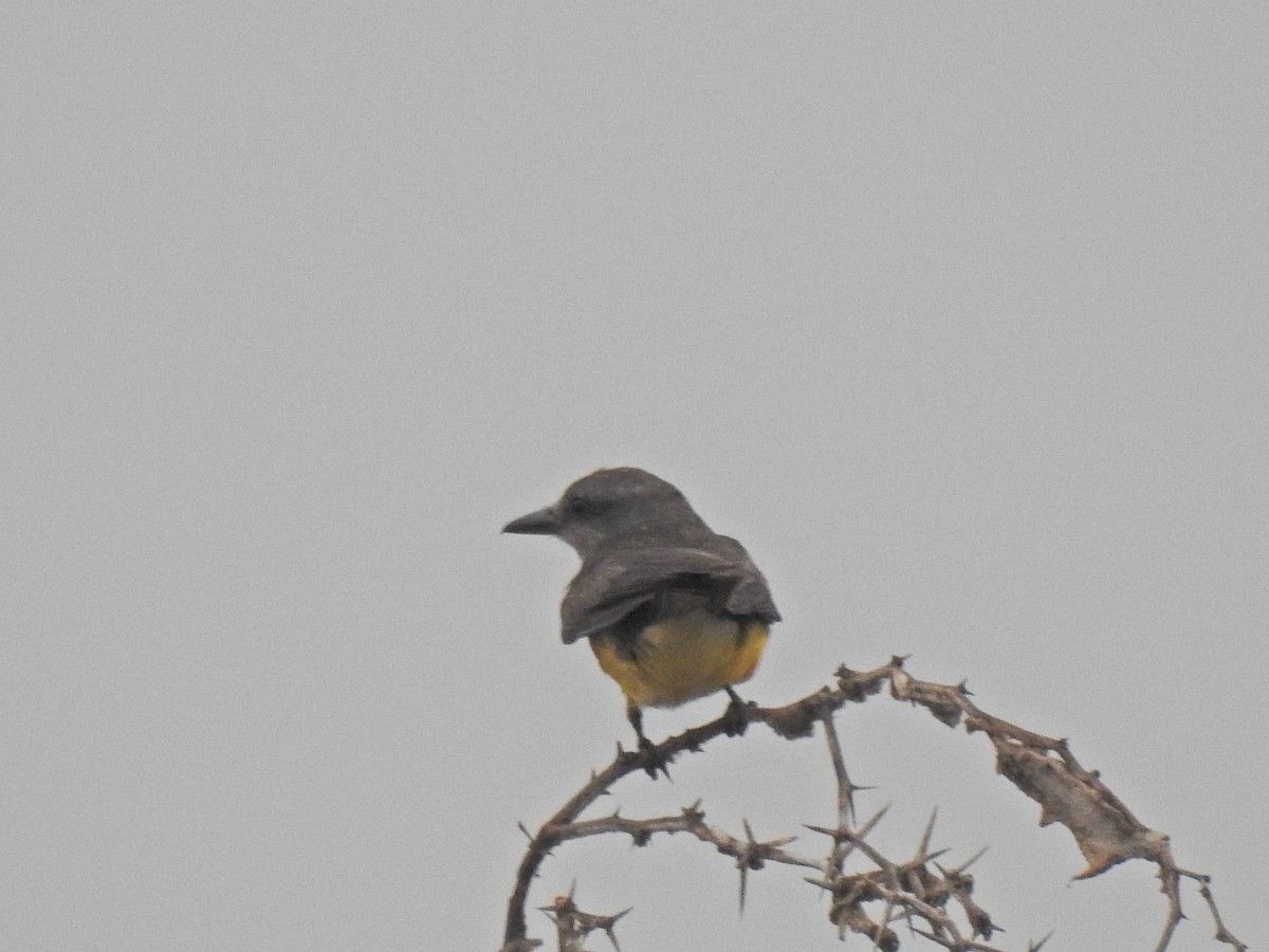 Tropical Kingbird - Javier A.V. Diaz