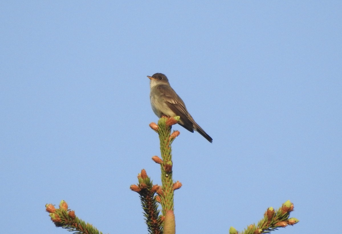 Eastern Wood-Pewee - ML619451616