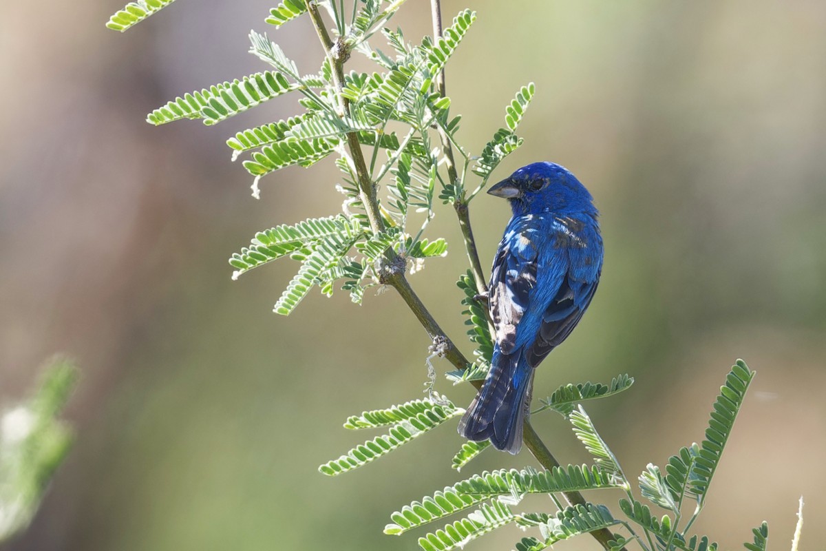 Indigo Bunting - ML619451618