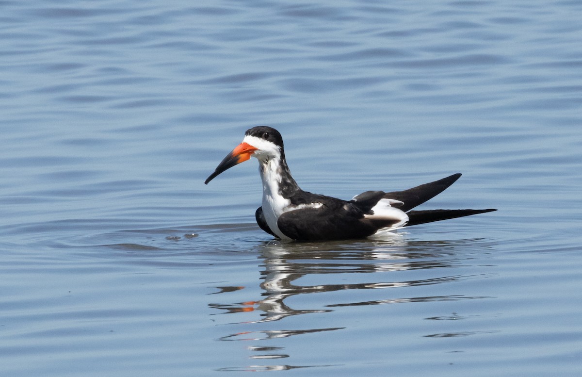 Black Skimmer - Anne Heyerly