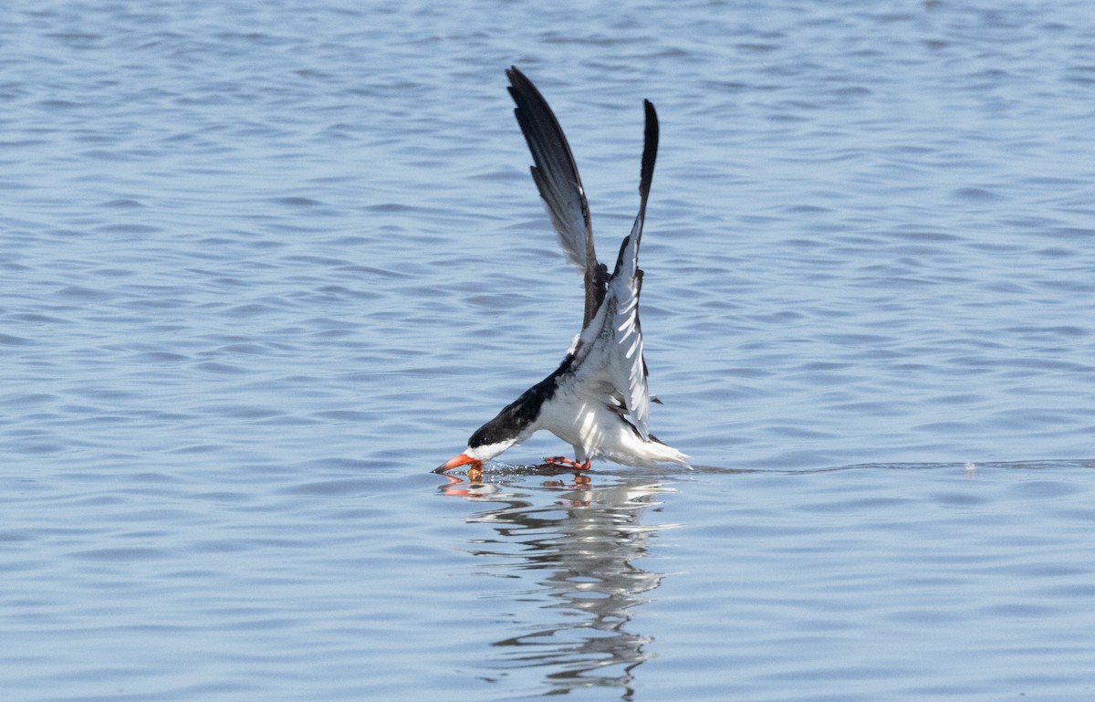 Black Skimmer - Anne Heyerly