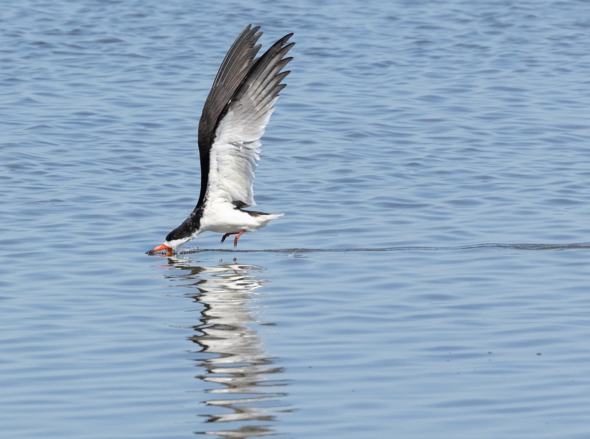 Black Skimmer - Anne Heyerly