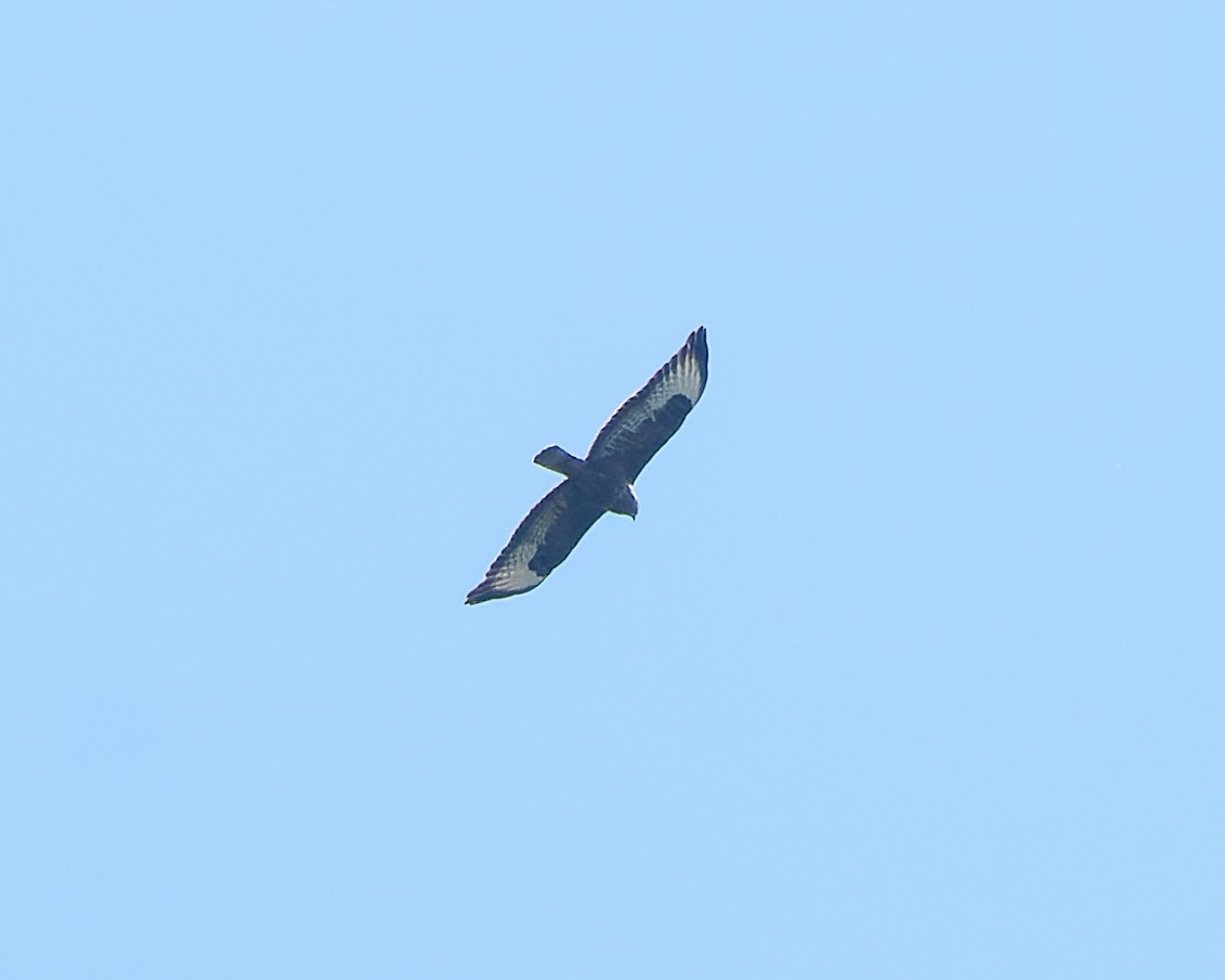 Long-legged Buzzard (Northern) - ML619451637