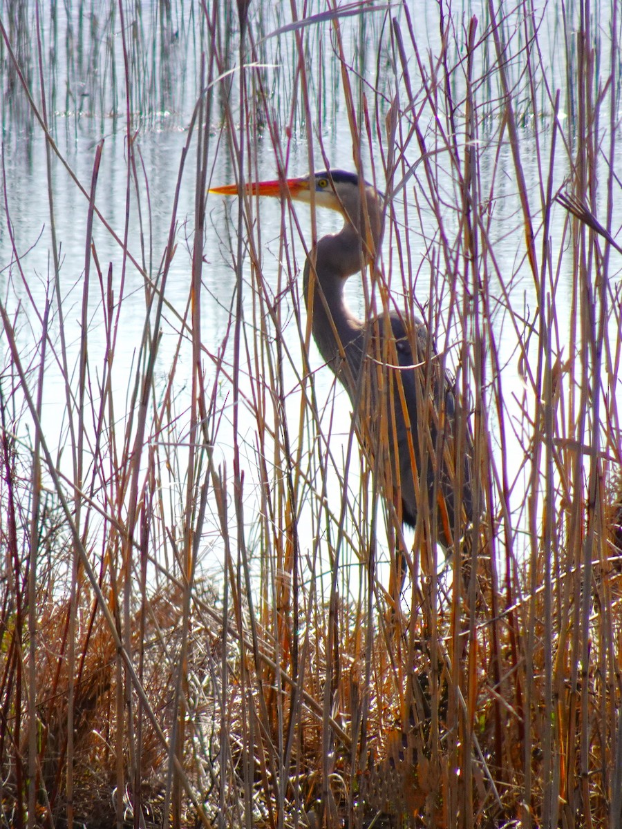 Great Blue Heron (Great Blue) - ML619451639