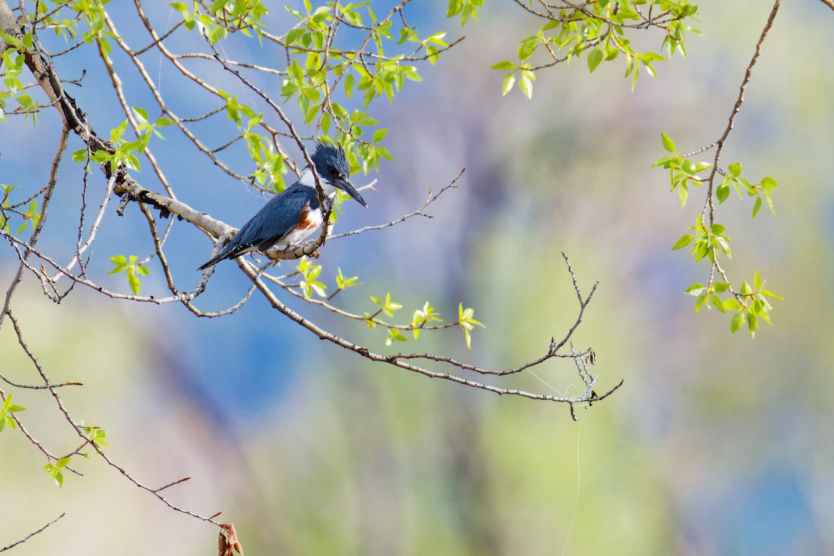 Belted Kingfisher - Ruogu Li