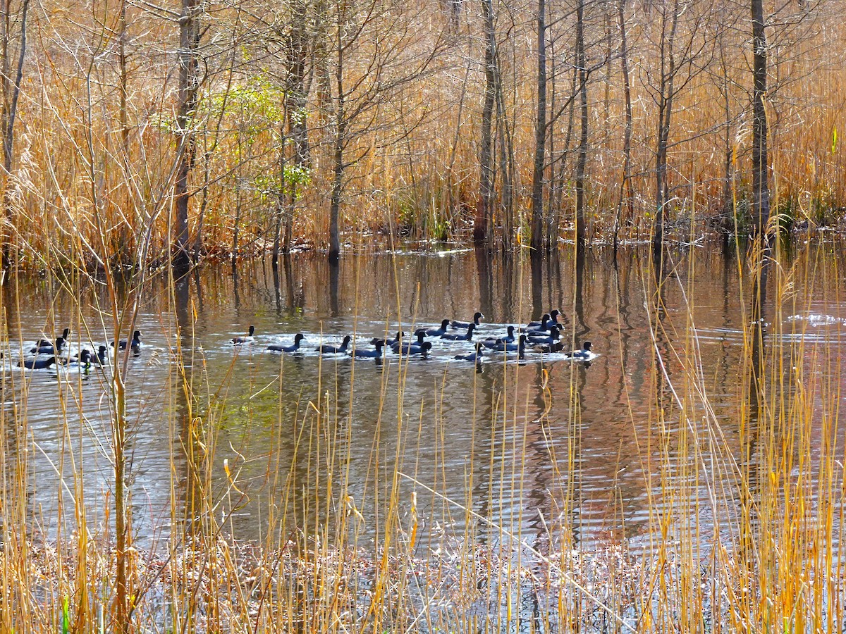 American Coot - ami horowitz