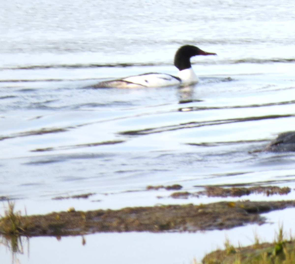 Common Merganser - ML619451649