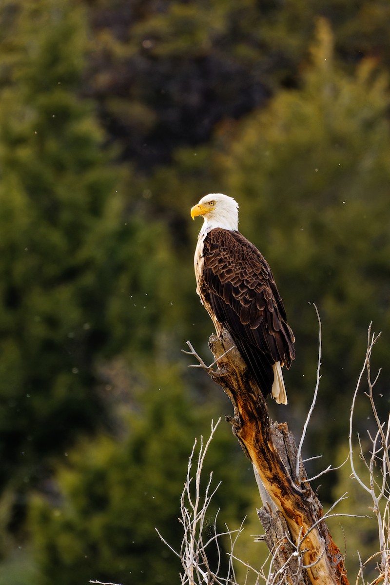 Bald Eagle - Ruogu Li