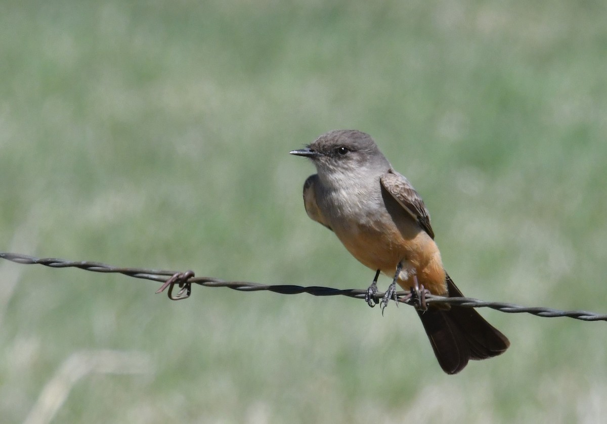 Say's Phoebe - John Doll