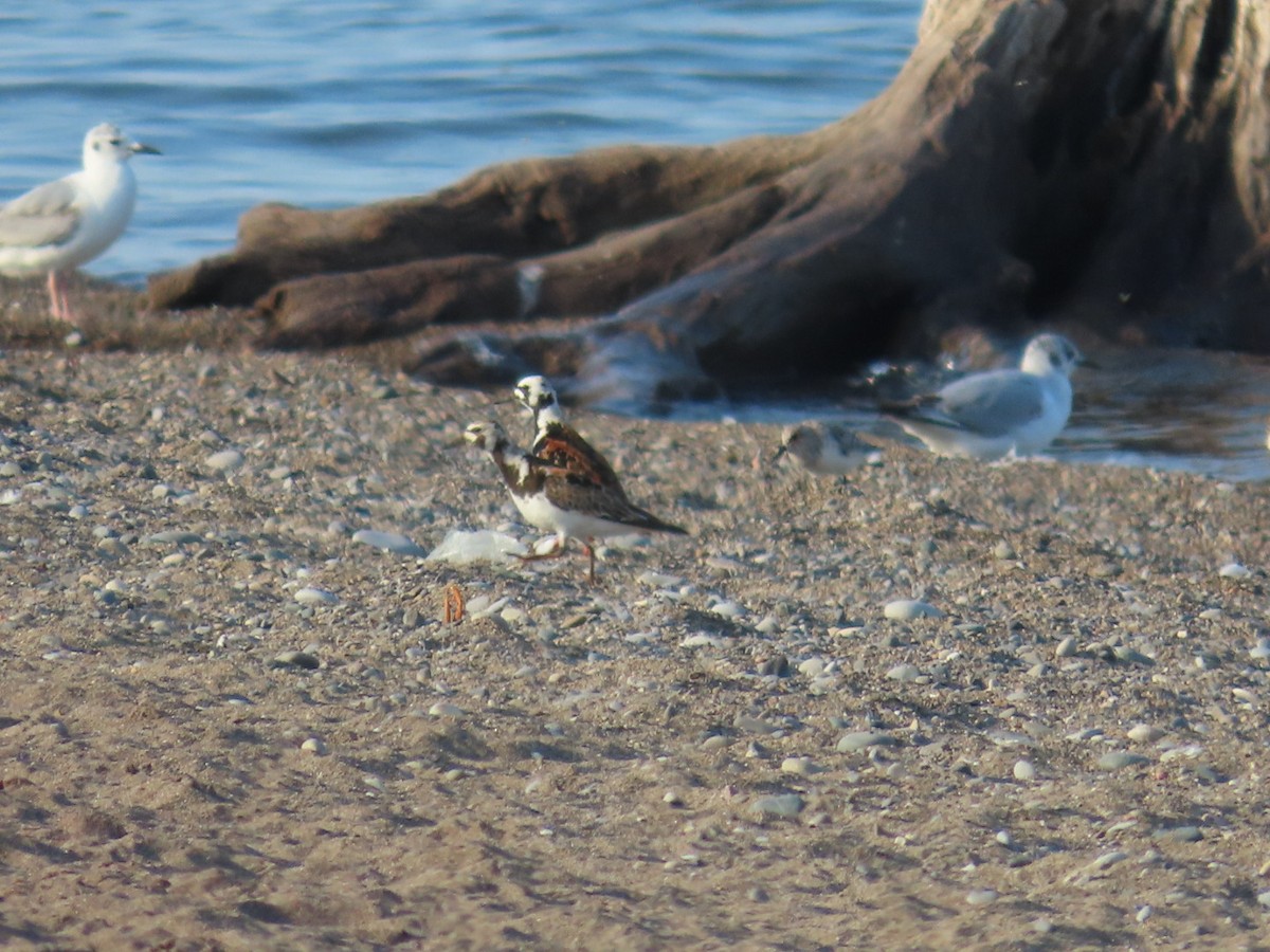 Ruddy Turnstone - Juliet Berger