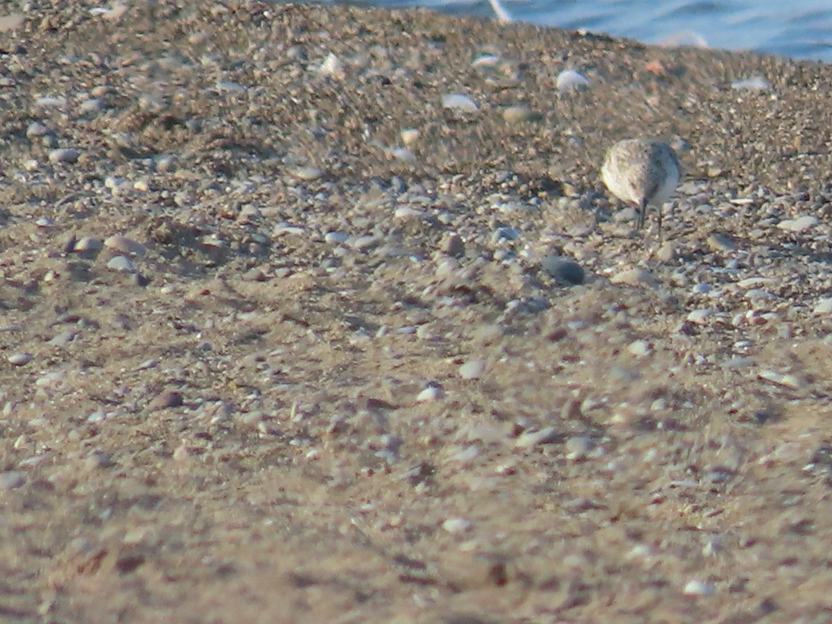 Sanderling - Juliet Berger