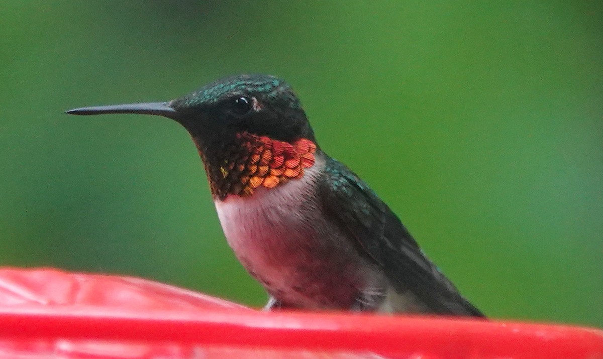 Ruby-throated Hummingbird - Peter Blancher