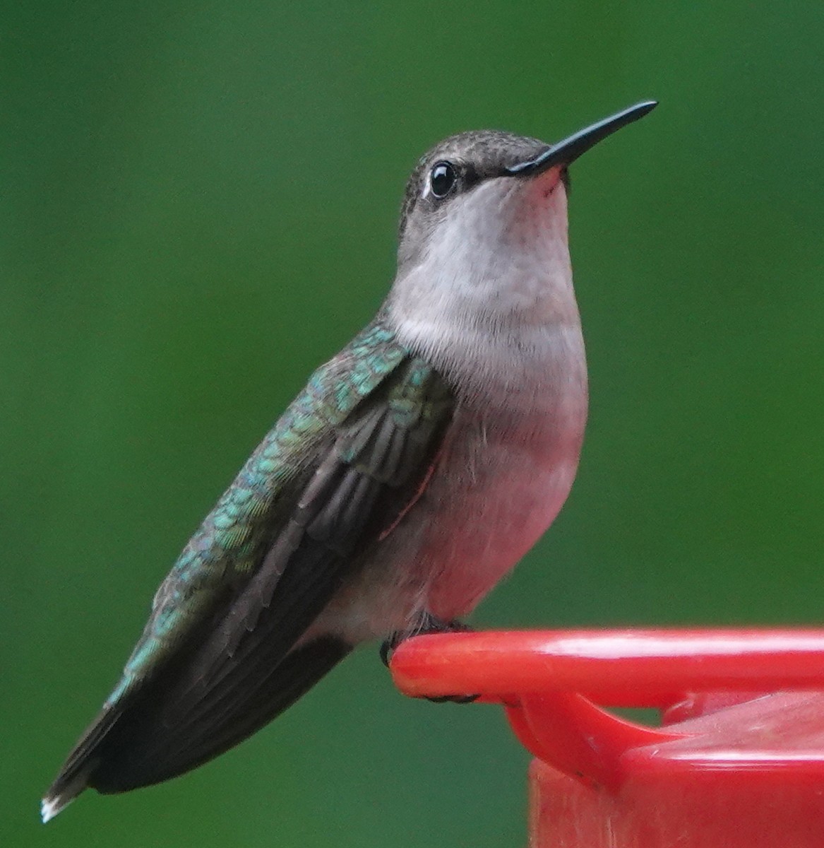 Ruby-throated Hummingbird - Peter Blancher