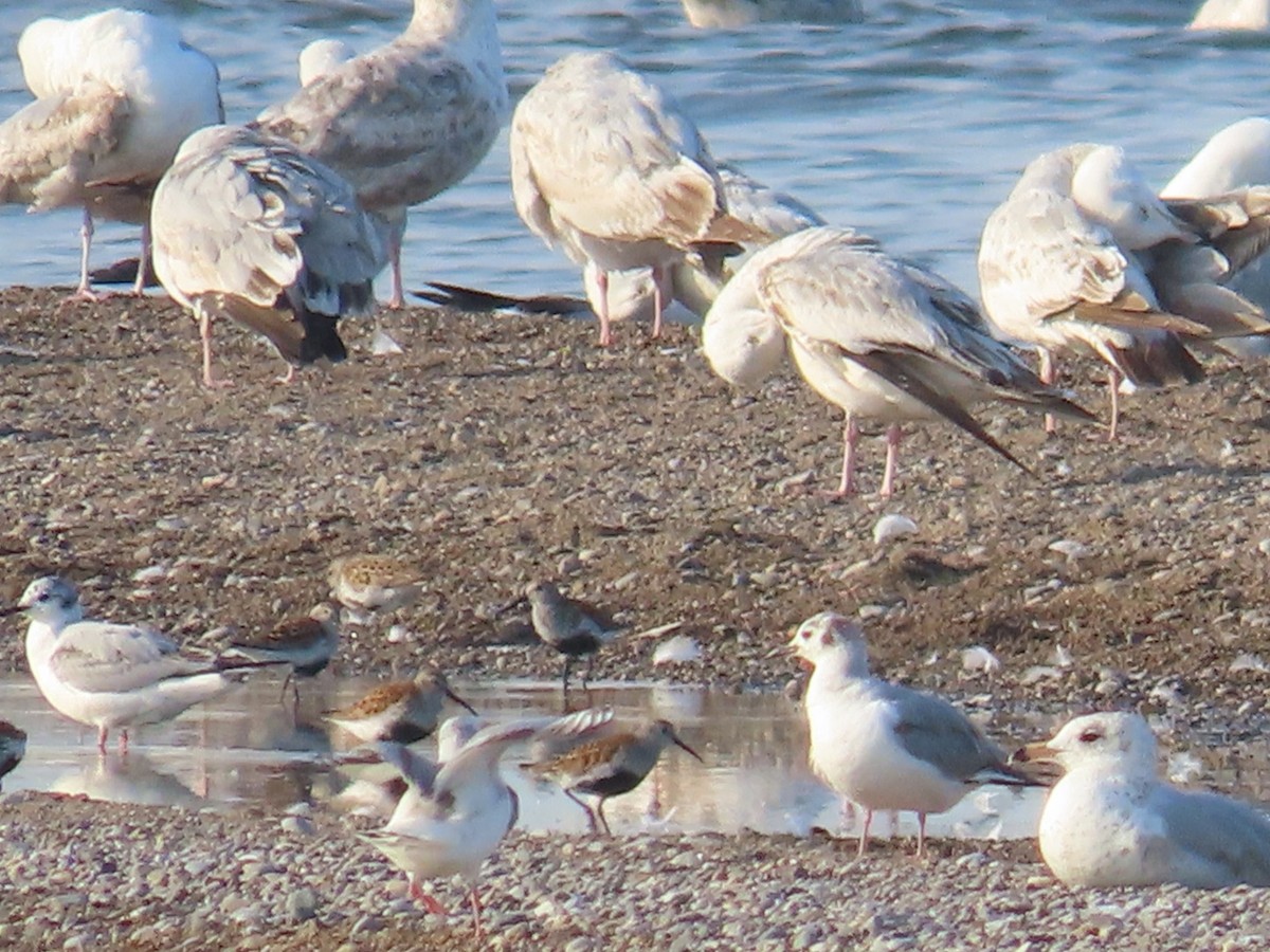 Dunlin - Juliet Berger