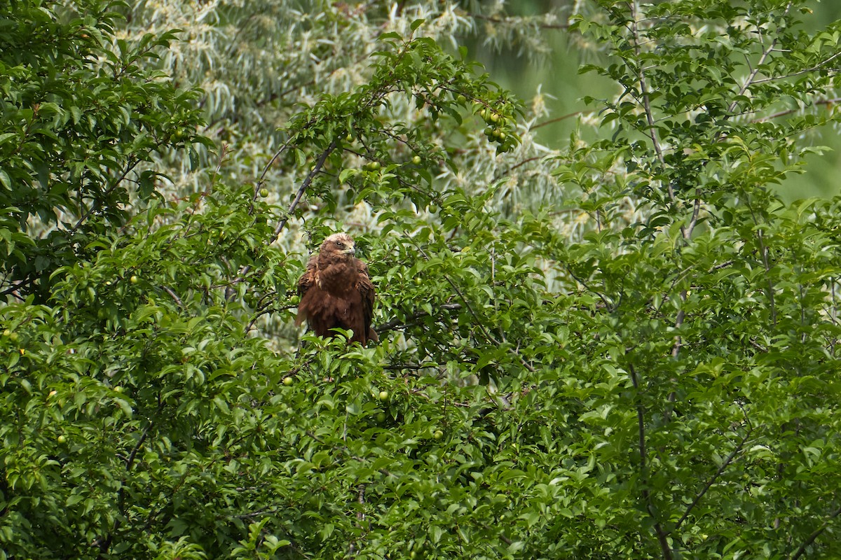 Western Marsh Harrier - ML619451673