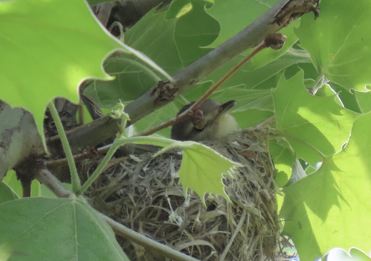 Red-eyed Vireo - Gail Gagnon