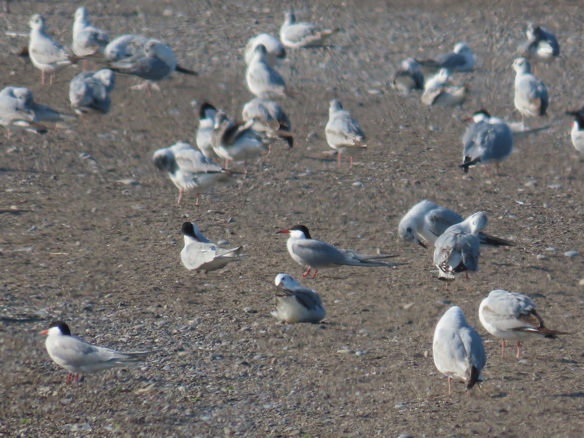 Common Tern - Juliet Berger