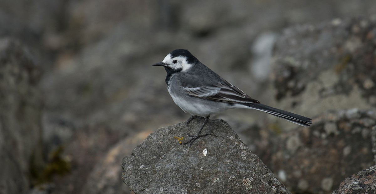 White Wagtail (British) - Theo de Clermont