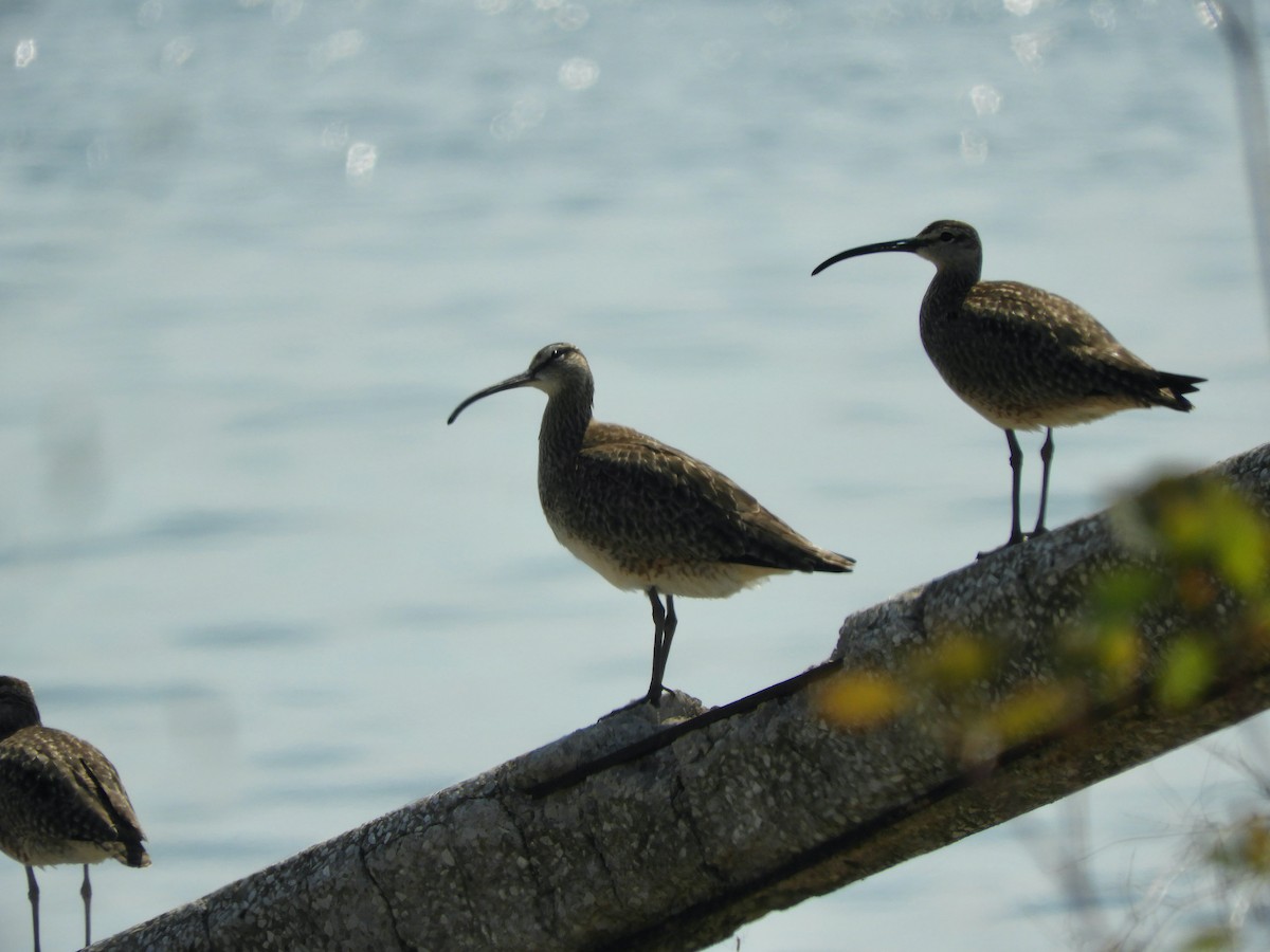 Whimbrel - Kai Sheffield