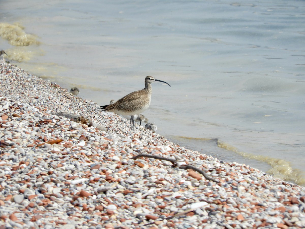 Whimbrel - Kai Sheffield