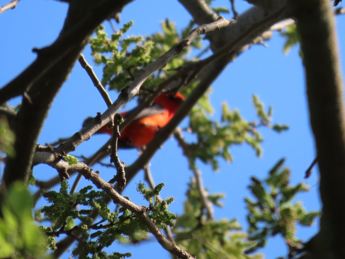 Scarlet Tanager - Juliet Berger