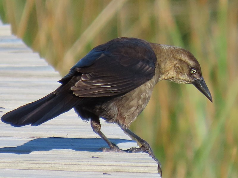 Boat-tailed Grackle - Karen Lebing