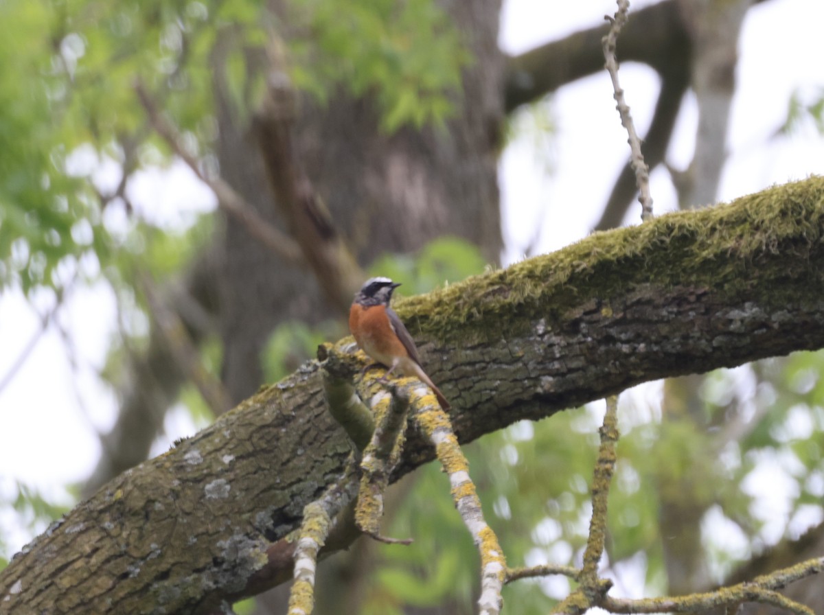 Common Redstart - Jan Badura