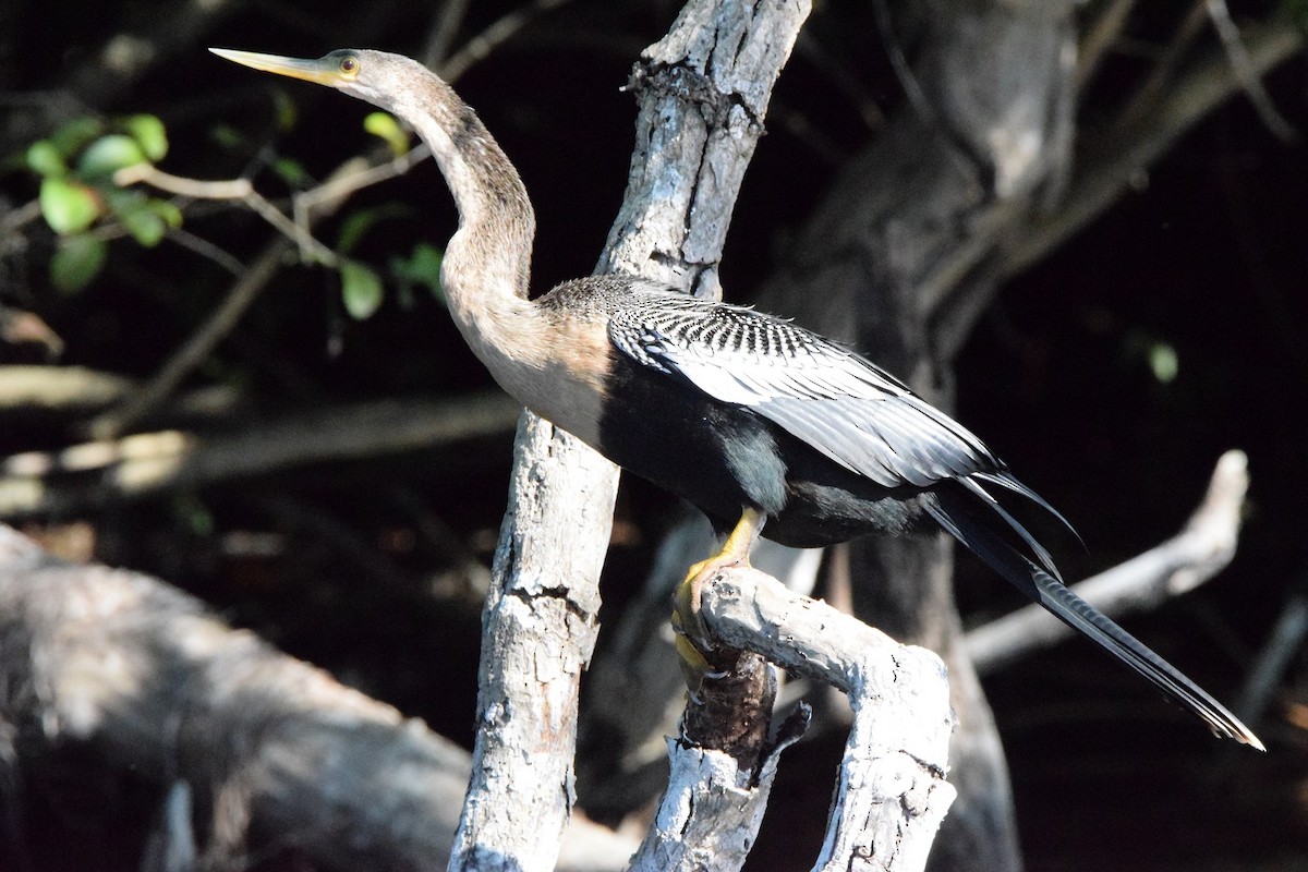 Anhinga - Laura Bakken